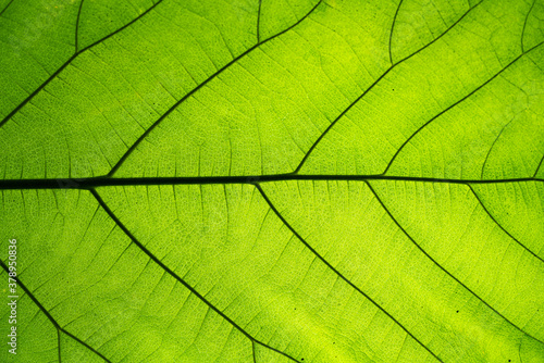 Closeup of natural green leaf texture.