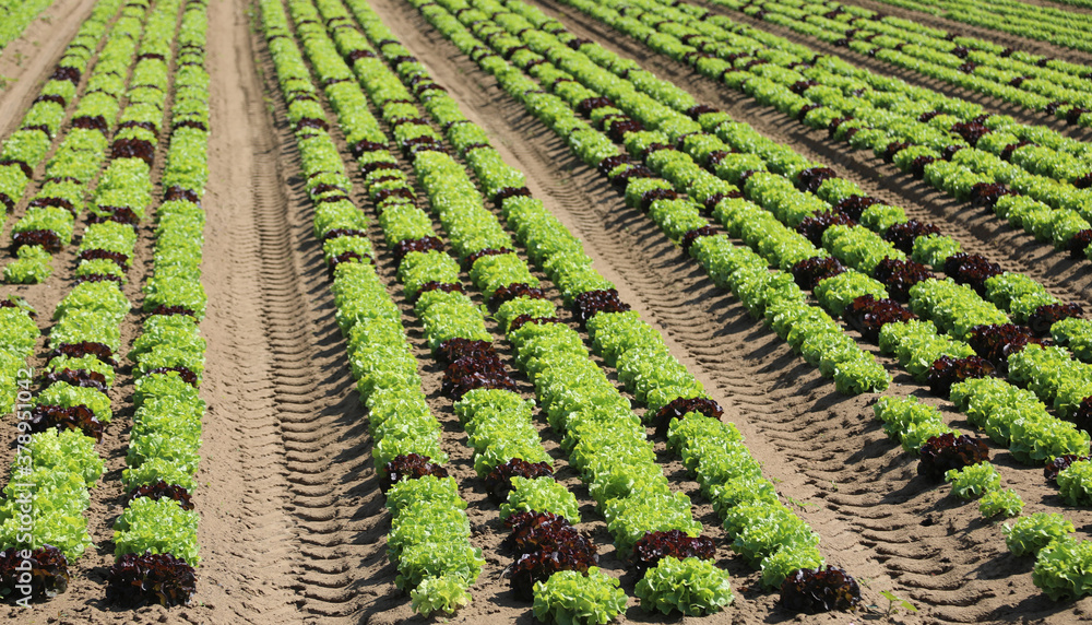 fresh lettuce sprouts on the cultivated field with the fertile s fresh lettuce sprouts on the cultivated field with the fertile s