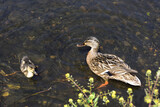 Duck with duckling splashing near the shore
