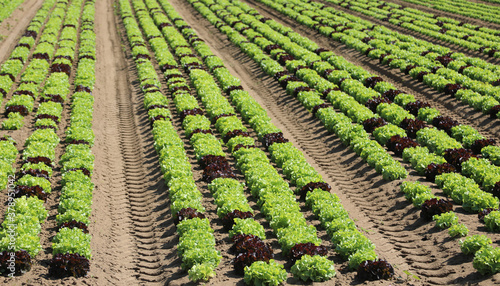 fresh lettuce sprouts on the cultivated field with the fertile s