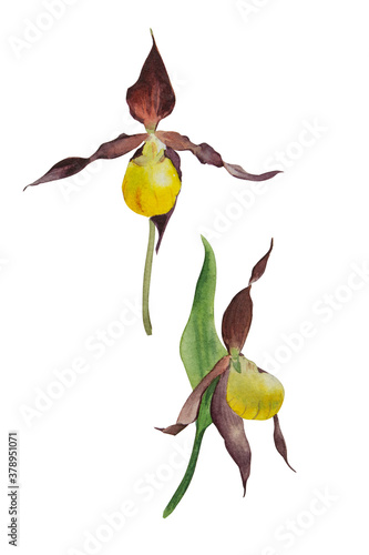 Watercolor slipper orchid flowers on white background.