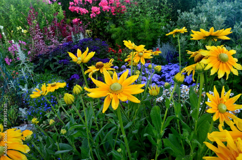 Colorful flowers bloom in the summer garden. beautiful garden flowers