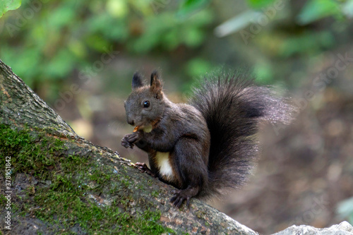 Wiewiórka jedząca w lesie jedząca orzeszek. 