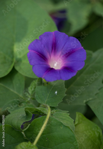 purple water lily