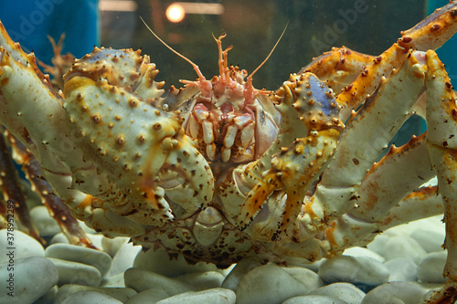 Close-up of a king crab in the aquarium of the fish Department of the market. Delicacies of the Northern seas.
