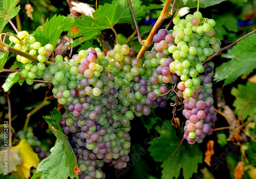 Wallpaper Mural grape ripening in middle of september Torontodigital.ca