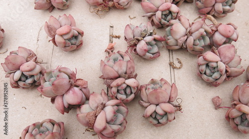 the special kinds of succulent plants are in the box for sale