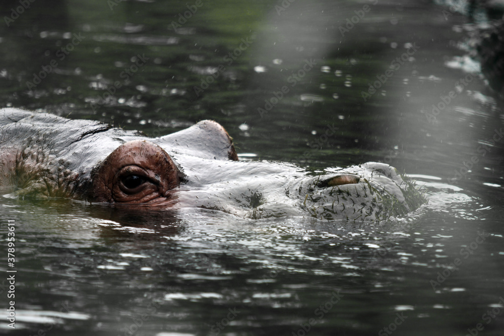 Fototapeta premium Hippopotame