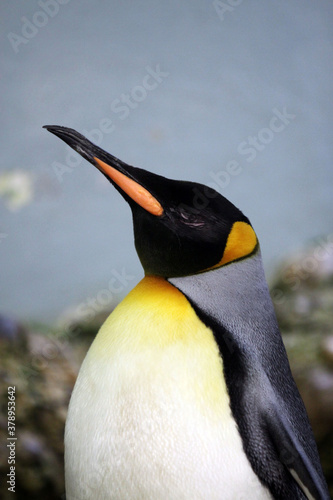 pingouin empereur