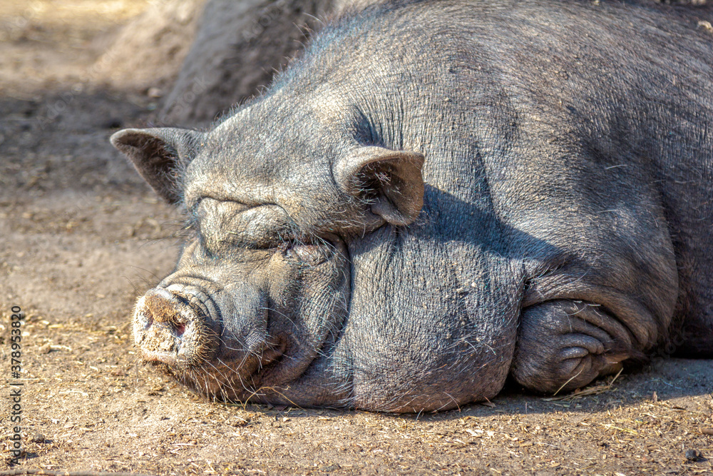 Large fat dirty brown pig sleeping and relaxing, enjoying warm weather in a farm. Domestic animal. Large fat dirty brown pig sleeping and relaxing, enjoying warm weather in a farm. Domestic animal.