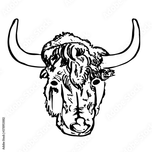 Yak head isolated on white background. Hand draw taurus sketch. Antique engraving of highland cattle. Farmers bull. American bison. Lunar horoscope sign ox, bull, cow.  Stock vector illustration