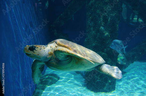 Injured sea turtle swimming in large aquarium salt water tank.  © JMP Traveler