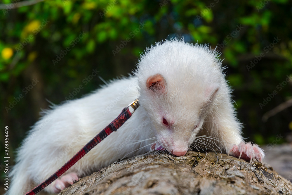Albino domestic ferret with leash and collar on a tree