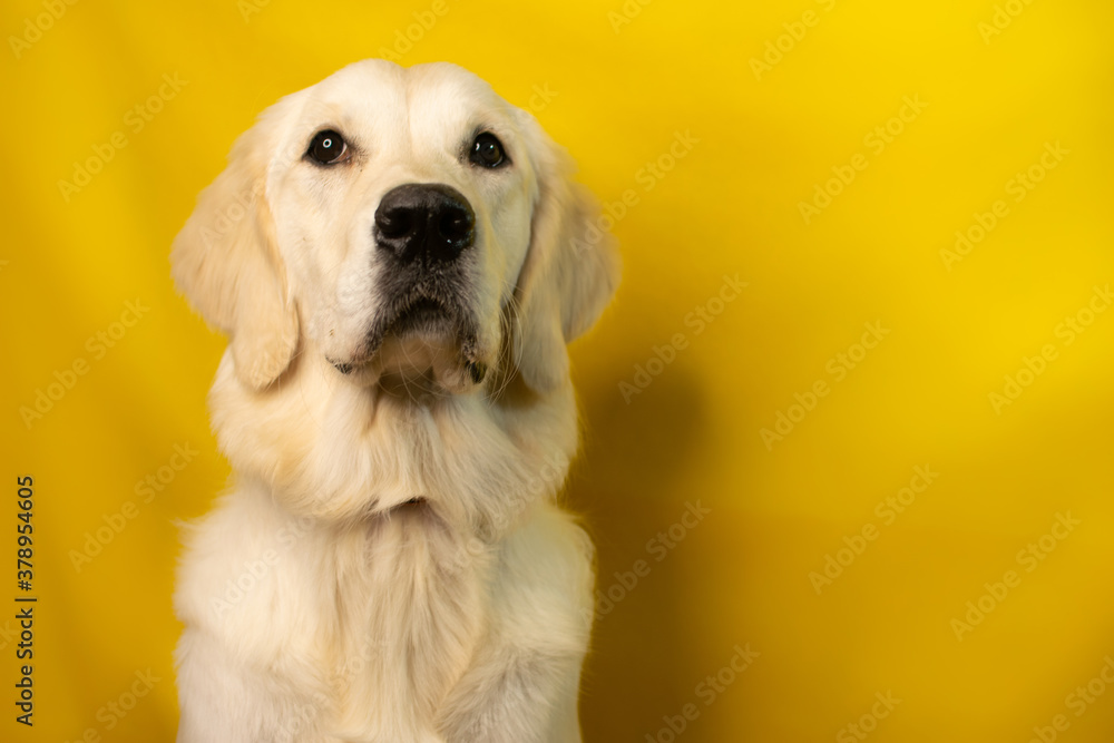 golden retriever dog on a yellow background golden retriever dog on a yellow background