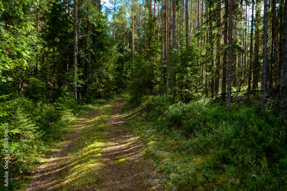 Fototapeta premium path in the woods