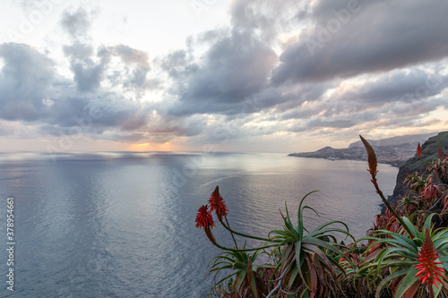 Red aloe flowers on the background of the ocean, sunset sky and dramatic clouds
