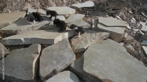 Cat and Cubs Meowing on the Rocks in Brazil