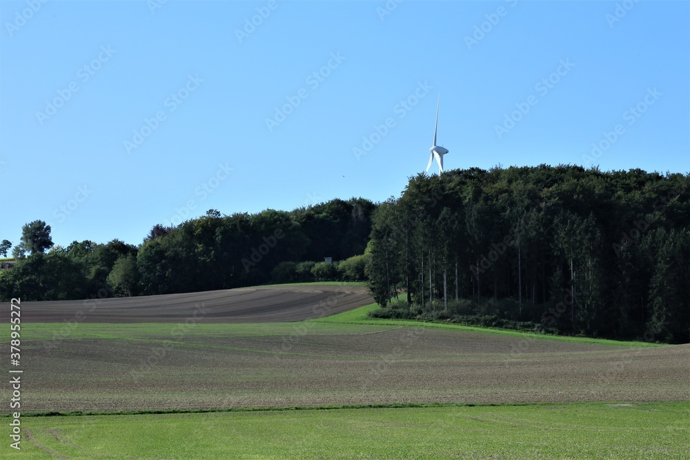 Obraz premium road in the forest