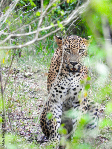 leopard in the wild. © Veasna