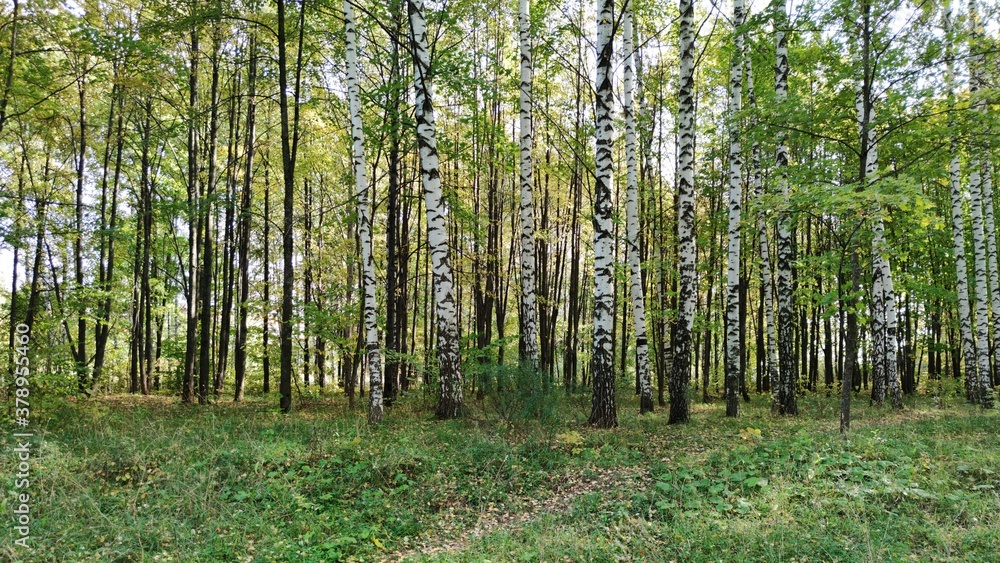Fototapeta premium birch grove in a beautiful autumn landscape