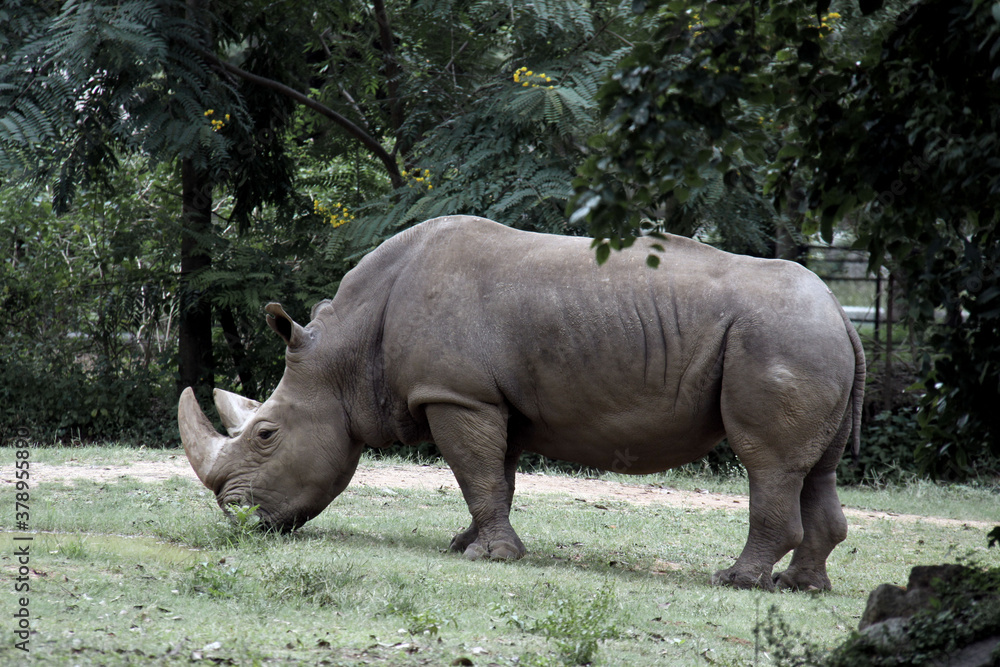 Fototapeta premium Rhinocéros