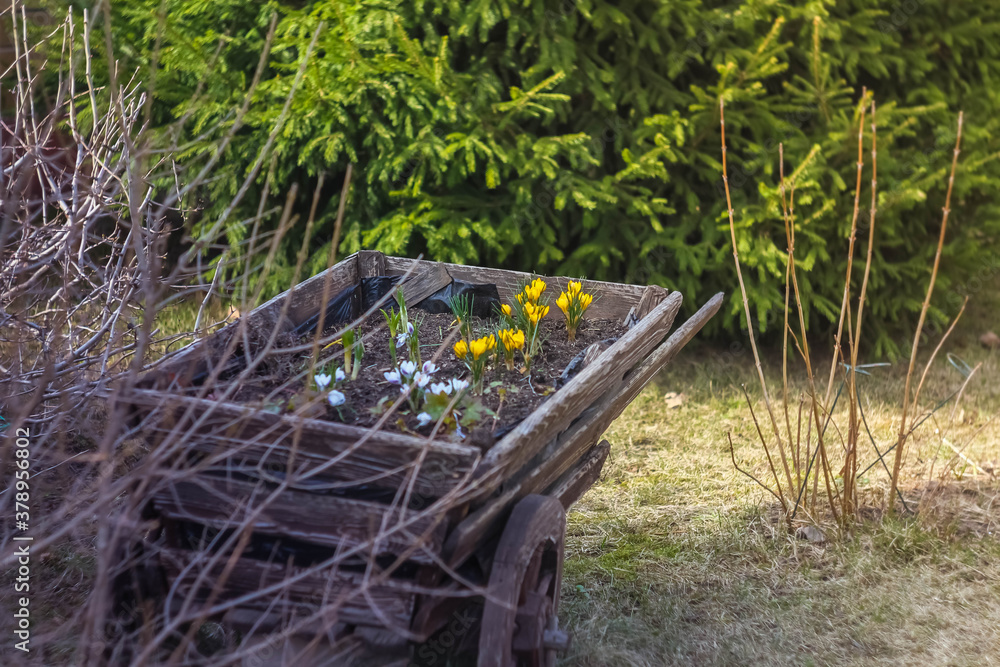 © Olga - Flowerbed in the form of a wooden wheelbarrow. Decor in the Park. Early spring yellow bright crocuses. The first flowers.