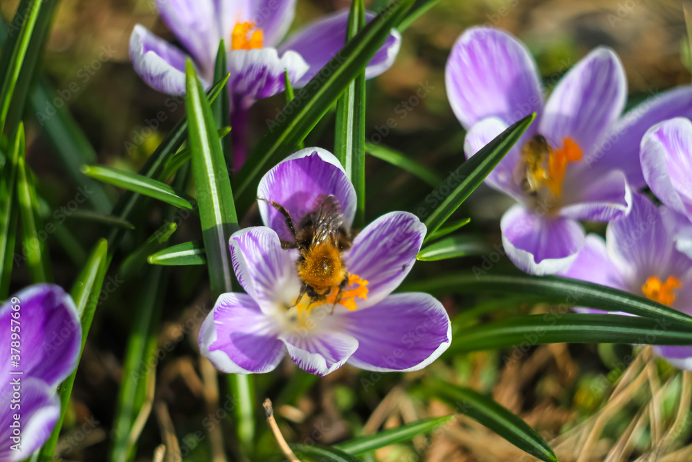 Spring purple, lilac and white Crocus flowers. The first blooming and buds, juicy greens in spring in nature. A large bumblebee on flowers collects pollen and nectar. Spring purple, lilac and white Crocus flowers. The first blooming and buds, juicy greens in spring in nature. A large bumblebee on flowers collects pollen and nectar.