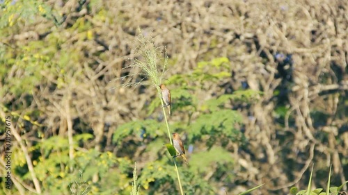 Amadina, Spotted munia (Lonchura punctulata) flock feed on wild cereals (ambercane) in natural conditions of mountain plateau.  photo