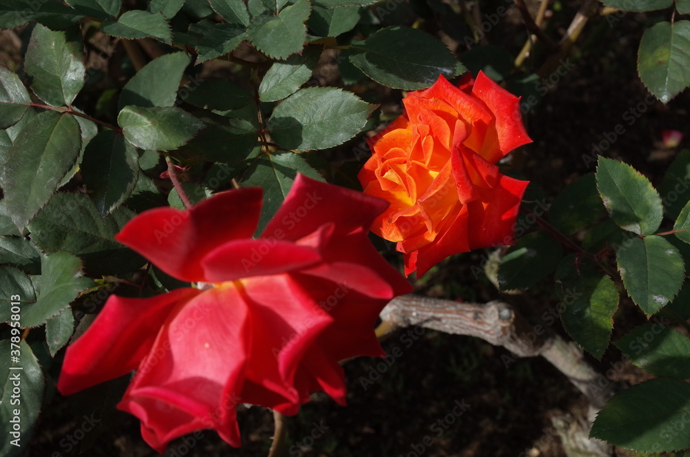 Orange blend Flower of Rose 'Nishiki-e' in Full Bloom
Orange blend Flower of Rose 'Nishiki-e' in Full Bloom