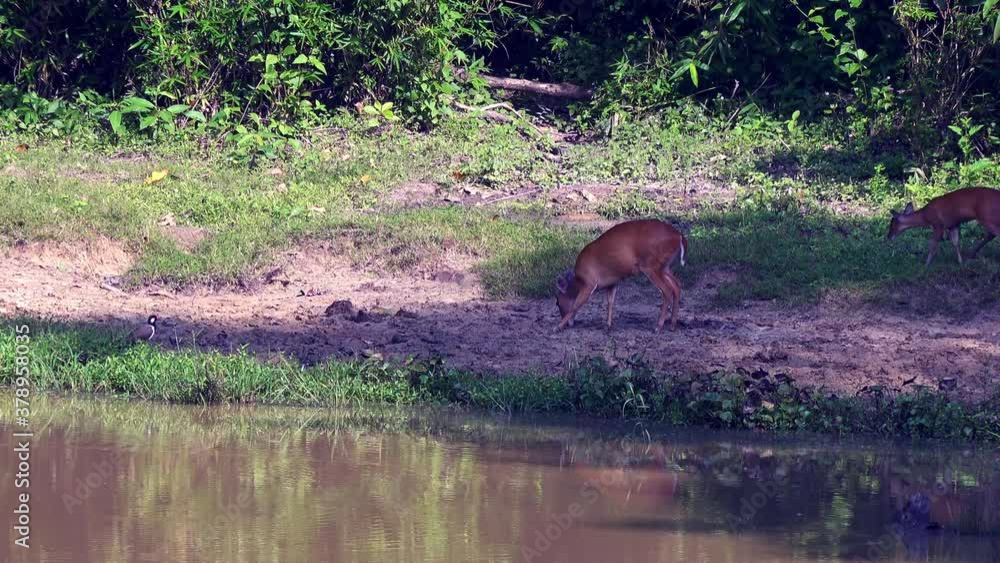 A Muntjac Doe and her Fawn tentatively venture out of the jungle to visit a salt lick and a drinking hole. Subfamily: Cervinae, Tribe: Muntiacini, Genus: Muntiacus A Muntjac Doe and her Fawn tentatively venture out of the jungle to visit a salt lick and a drinking hole. Subfamily: Cervinae, Tribe: Muntiacini, Genus: Muntiacus