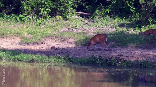 A Muntjac Doe and her Fawn tentatively venture out of the jungle to visit a salt lick and a drinking hole. Subfamily: Cervinae, Tribe: Muntiacini, Genus: Muntiacus photo