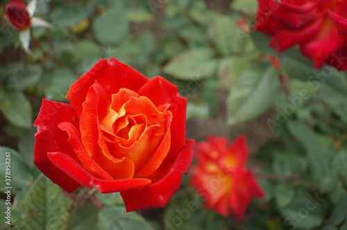 Orange blend Flower of Rose  Nishiki-e  in Full Bloom 