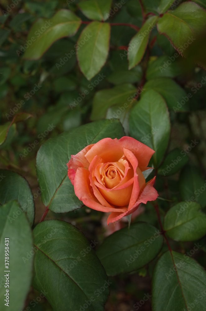Orange blend Flower of Rose 'Nishiki-e' in Full Bloom
Orange blend Flower of Rose 'Nishiki-e' in Full Bloom