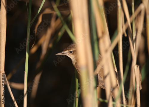 Unusual close-up portrait of a reed warbler (Acrocephalus scirpaceus) photo