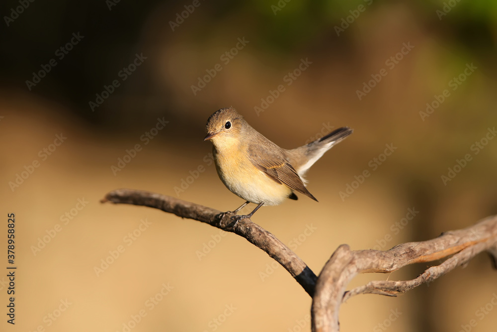 Close-up shot of The red-breasted flycatcher (Ficedula parva) female in soft morning light. Sits on a dry branch on a beautifully blurred background in an unusual pose Close-up shot of The red-breasted flycatcher (Ficedula parva) female in soft morning light. Sits on a dry branch on a beautifully blurred background in an unusual pose