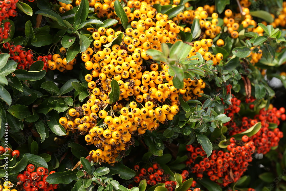 Pyracantha branches with bright orange ripe berries. Pyracantha branches with bright orange ripe berries.