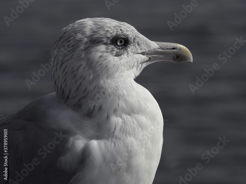  seagull on the background of the sea