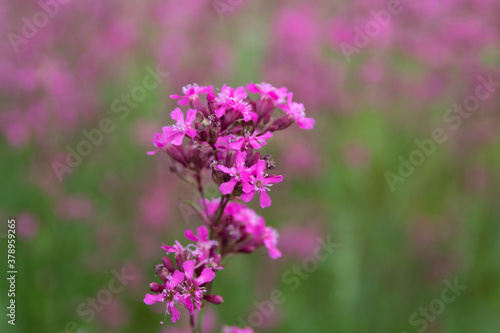 purple flower