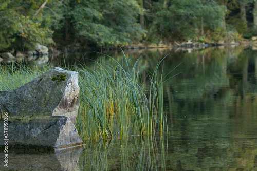 Schilf Schwarzwald Feldsee