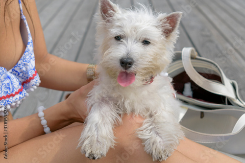 Portrait of a dog in the arms of a girl. Dog breed West Highland White Terrier. Westie happily opened his mouth and stuck out his tongue. photo