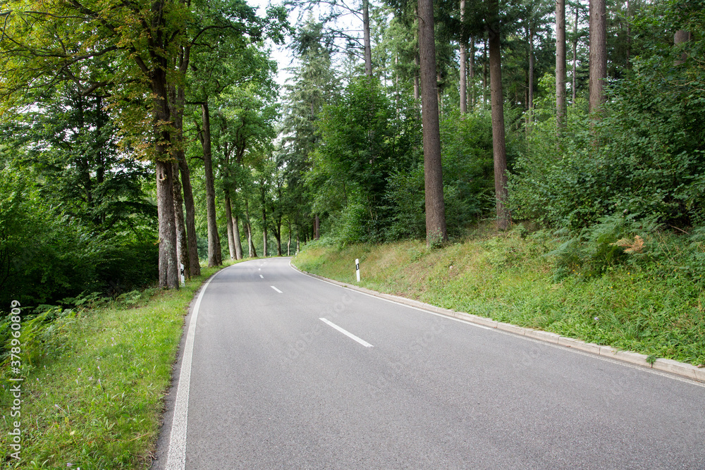 Fototapeta premium Forest Road