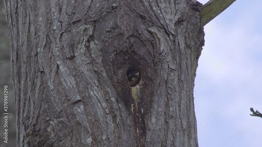 A Collared Falconet (Microhierax caerulescens) puts the finishing touches to the entrance to her nest. Order: Falconiformes, Family: Falconidae, Genus: Microhierax, Species: M.caerulescens A Collared Falconet (Microhierax caerulescens) puts the finishing touches to the entrance to her nest. Order: Falconiformes, Family: Falconidae, Genus: Microhierax, Species: M.caerulescens