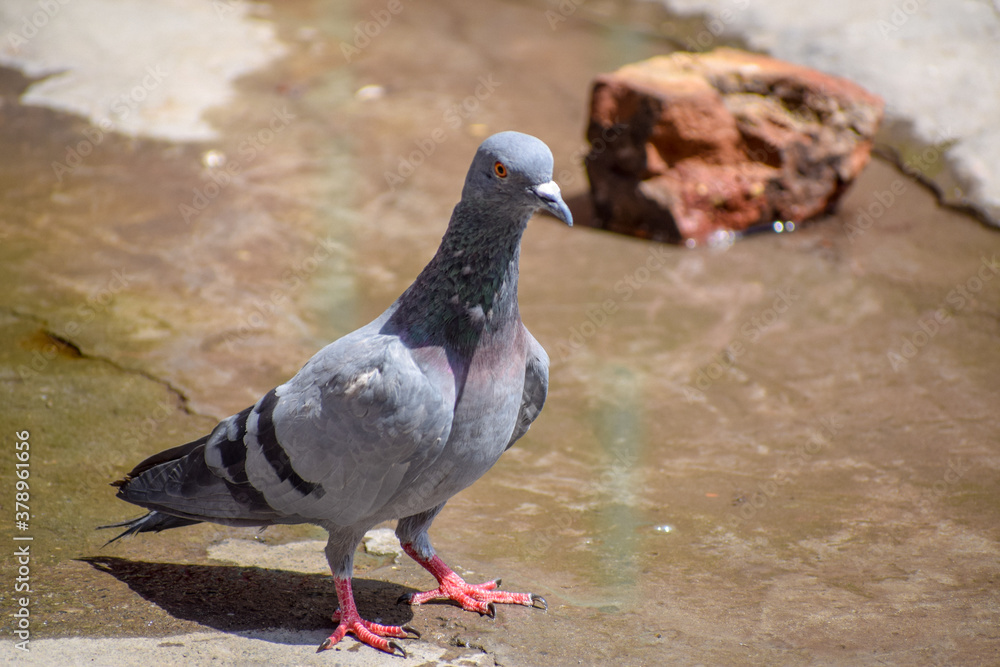 Obraz premium Thirsty pigeon on the ground