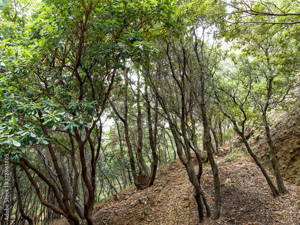 Parc du Mugel de la Ciotat adossé au Bec de l'Aigle avec ses allées arborées, palmiers, bambouseraie, plantes aromatiques le long d'un espace en pente et rocheux constitué de rigoles Parc du Mugel de la Ciotat adossé au Bec de l'Aigle avec ses allées arborées, palmiers, bambouseraie, plantes aromatiques le long d'un espace en pente et rocheux constitué de rigoles