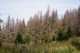 Klimawandel - Trockenheit und Borkenkäfer im Harz lassen die Bäume die vertrocknen