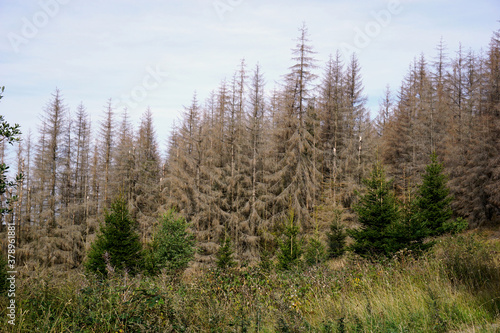 Klimawandel - Trockenheit und Borkenkäfer im Harz lassen die Bäume die vertrocknen