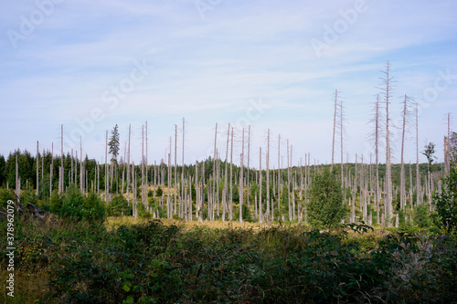Blick auf eine Lichtung im Harz mit vertrockneten Bäumen 