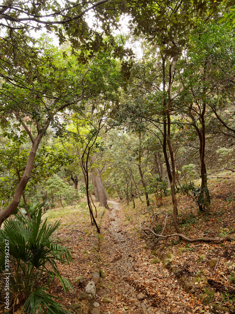 Parc du Mugel de la Ciotat adossé au Bec de l'Aigle. Allées arborées de chêne-liège, palmiers, bambouseraie, plantations exotiques en pente le long de terre rocheuse rosâtre jusqu'au belvédère Parc du Mugel de la Ciotat adossé au Bec de l'Aigle. Allées arborées de chêne-liège, palmiers, bambouseraie, plantations exotiques en pente le long de terre rocheuse rosâtre jusqu'au belvédère