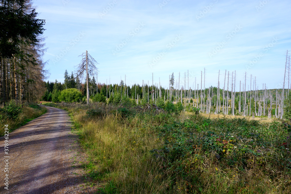 Wanderweg im Harz wo durch die Trockenheit im Sommer viele Bäume vertrocknet sind