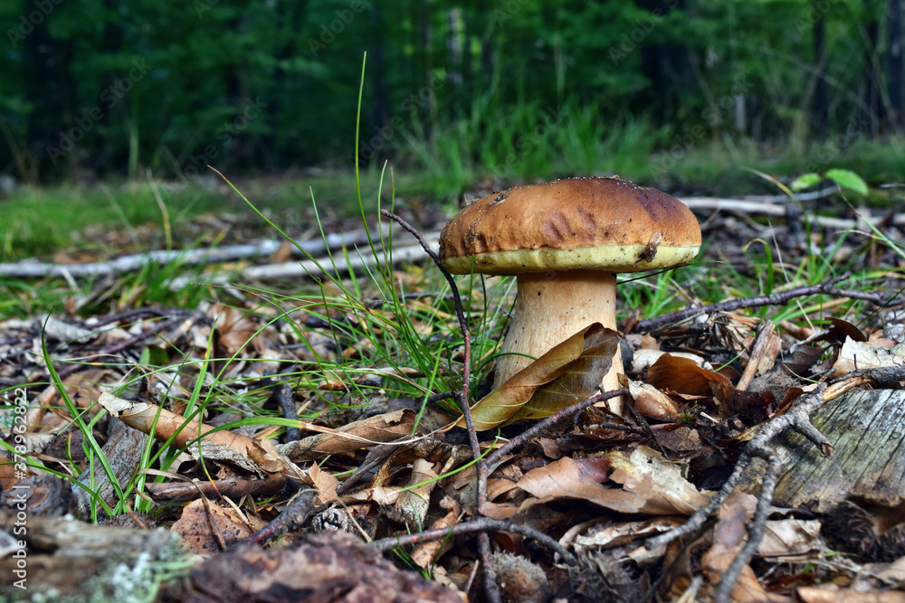 Boletus edulis edible mushroom Boletus edulis edible mushroom